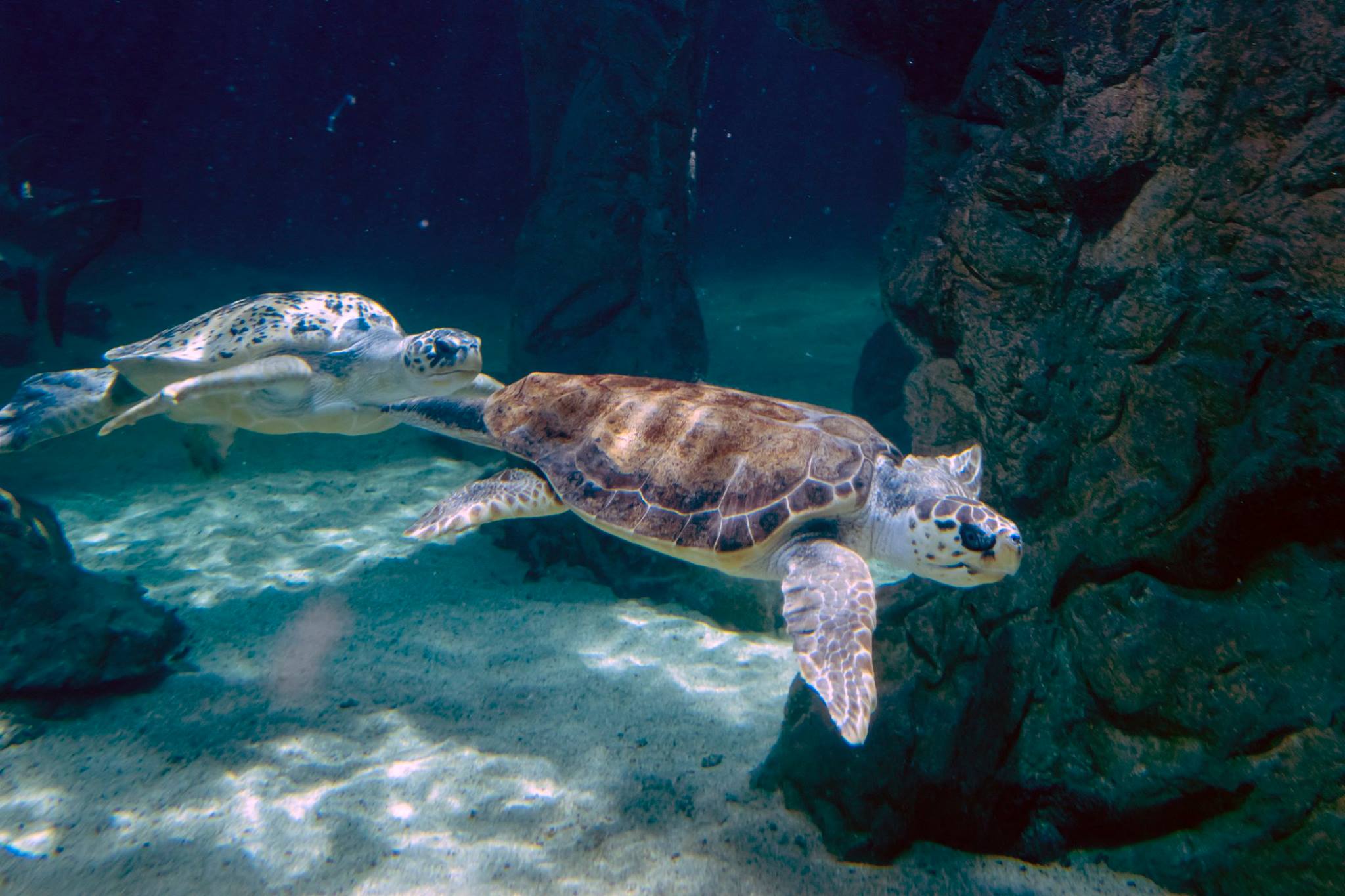 tortuga acuario madrid