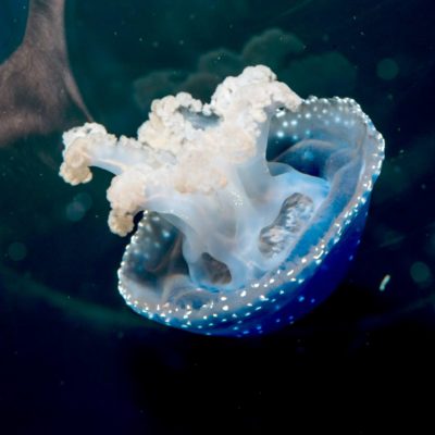 medusa-atlantis-aquarium