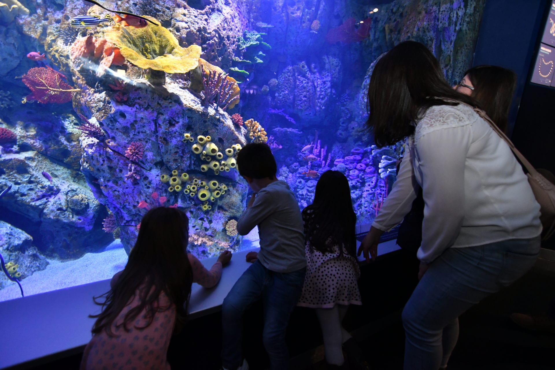 atlantis aquarium madrid