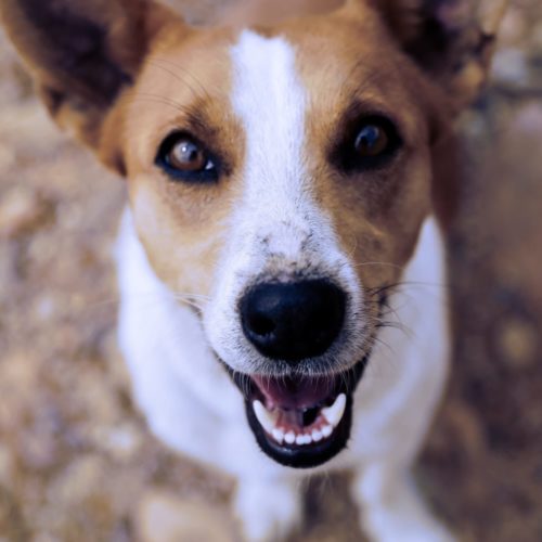 tramites adoptar perro y requisitos tramites adoptar perro y requisitos