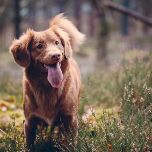 tramites adoptar perro tramites adoptar perro