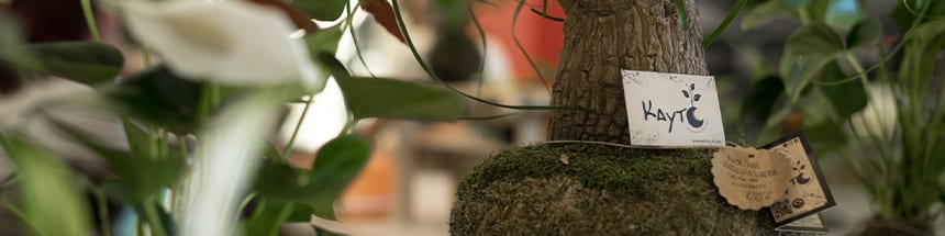 que-es-kayto-plantas que-es-kayto-plantas