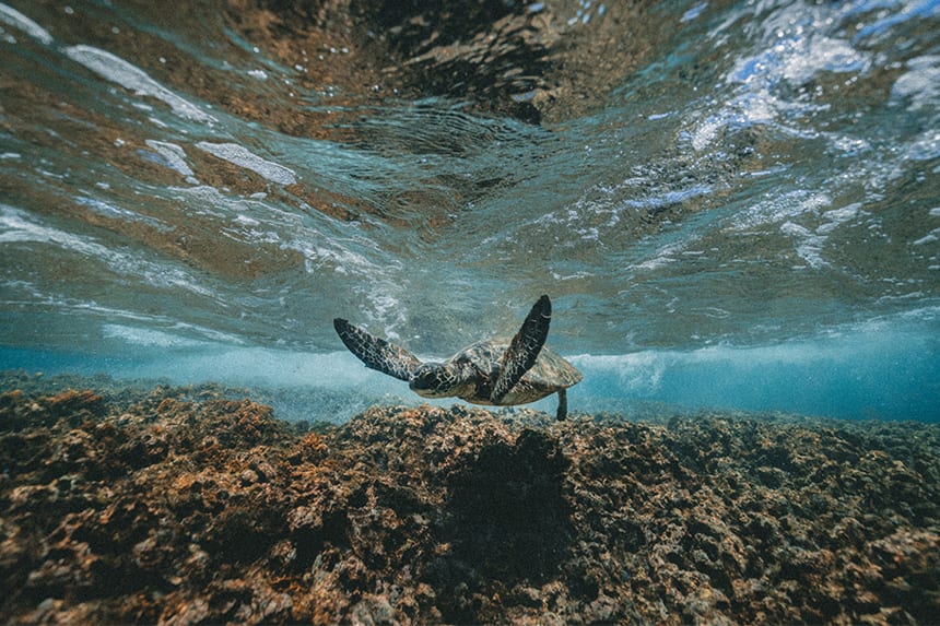 tortuga-marina
