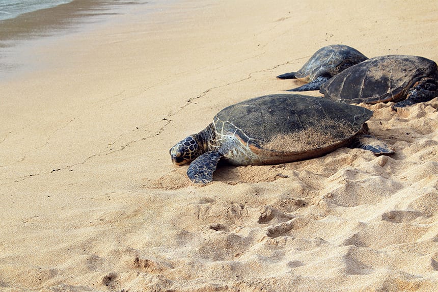 tortugas marinas