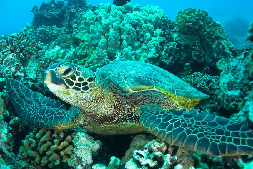tortugas marinas atlantis aquarium intu xanadu