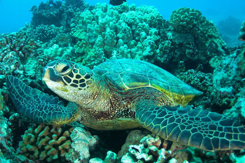 tortuga-marina-atlantis-aquarium tortuga-marina-atlantis-aquarium