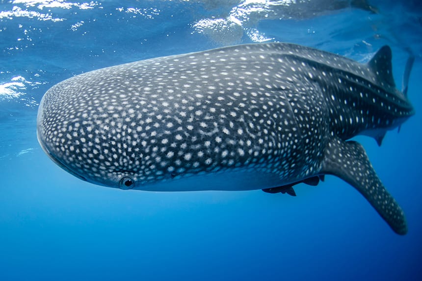 día internacional del tiburón ballena donde podemos verlo