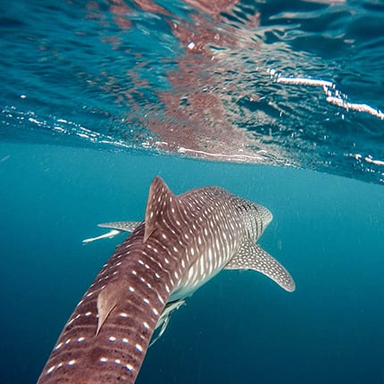 día internacional del tiburón ballena día internacional del tiburón ballena
