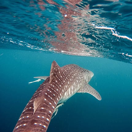 día internacional del tiburón ballena