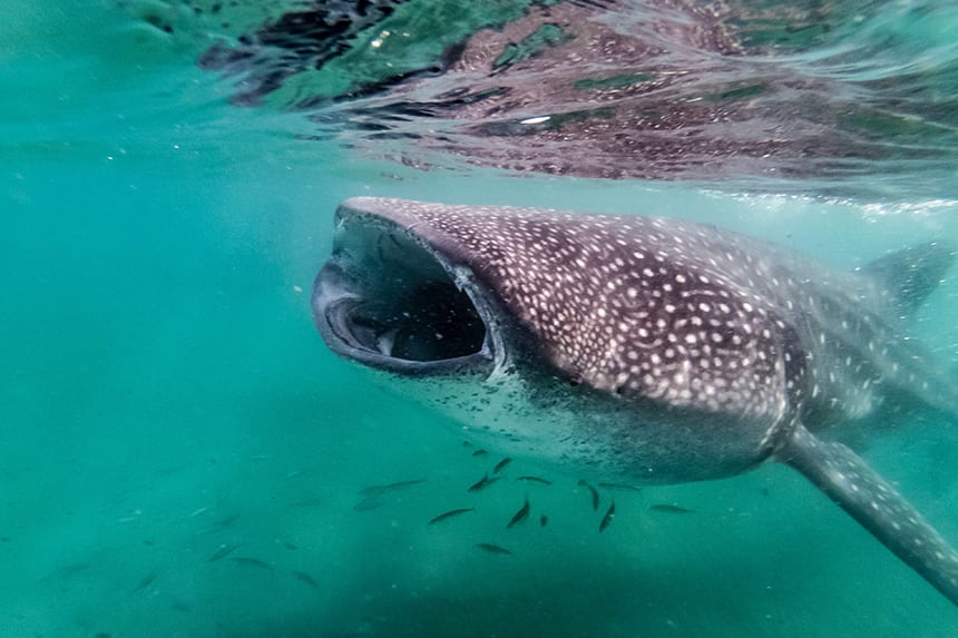 día internacional del tiburón ballena