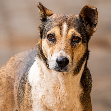 pet friendly intu xanadu normas pet friendly intu xanadu normas