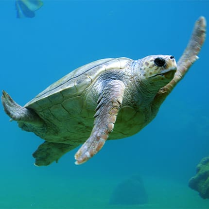 Día Mundial de los Océanos animales marinos