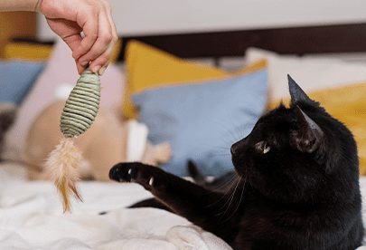accesorios mascotas intu Accesorios para mascotas