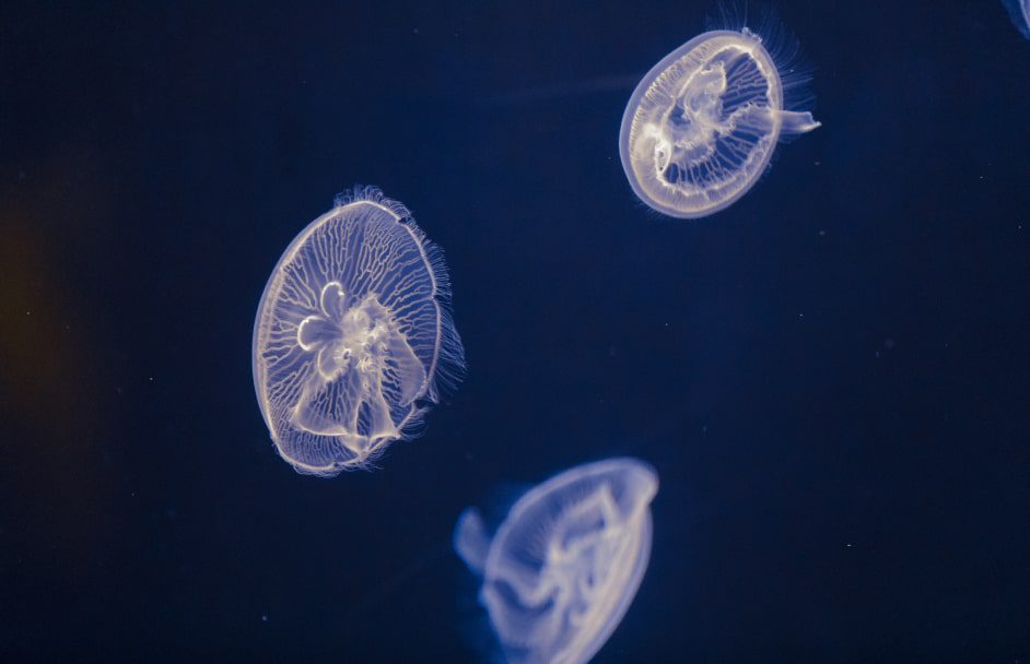 Página – Atlantis Aquarium Madrid – Invertebrados