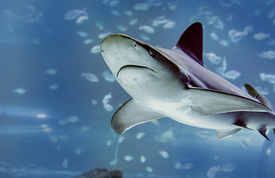 aquarium realidad virtual tiburon