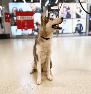 pet friendly intu xanadú