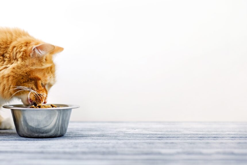 cuidados básicos gatos alimentación cuidados básicos gatos alimentación