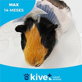 kivet clínica veterinaria cobaya