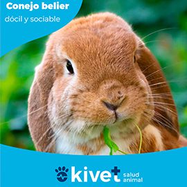 kivet clínica veterinaria conejos