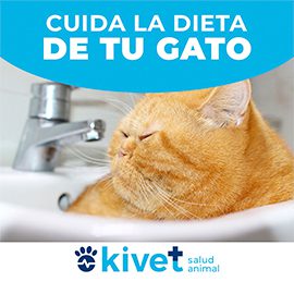 kivet clínica veterinaria gatos