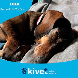 kivet clínica veterinaria perros