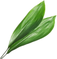 adorno vegetal 3 1