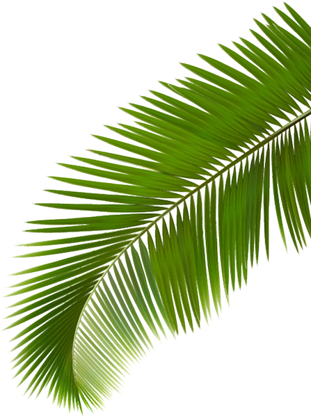 Hoja palmera