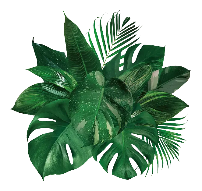 Recursos-Hojas-Tropiccol
