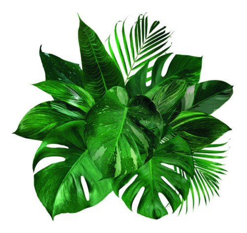 hojas_intu_xanadu hojas_intu_xanadu